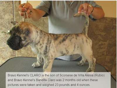 BRAVO KENNEL’S CLARO