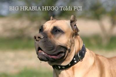 BIG HRABIA HUGO TOLDI