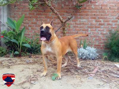 TANIA DOG PUR