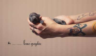 Chartbeat Lomo'graphie