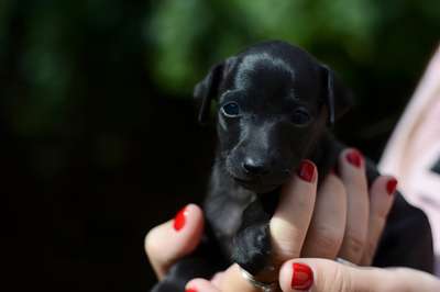 Amoroso Vero Rowena Roslin