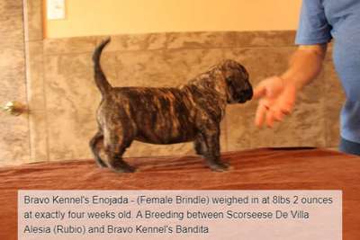 BRAVO KENNEL’S ENOJADA
