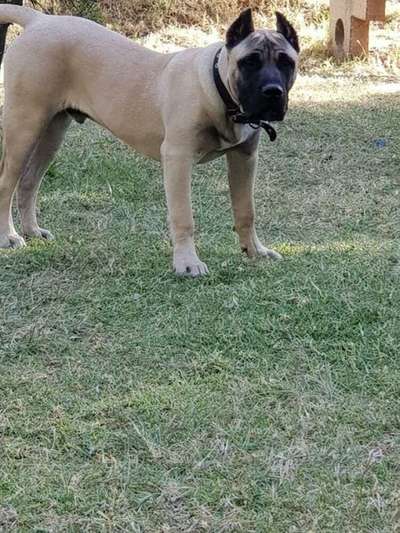 CLYDE ARDOR BULL