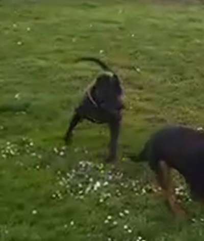ROMEO SICILIA KENNEL