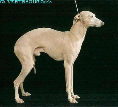 Vertragus Oriolo