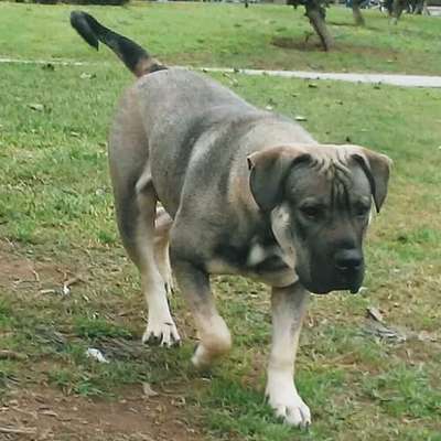 EINSTEIN DE PEYRE KENNELS