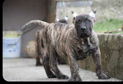 DARKO SILVER CHILD
