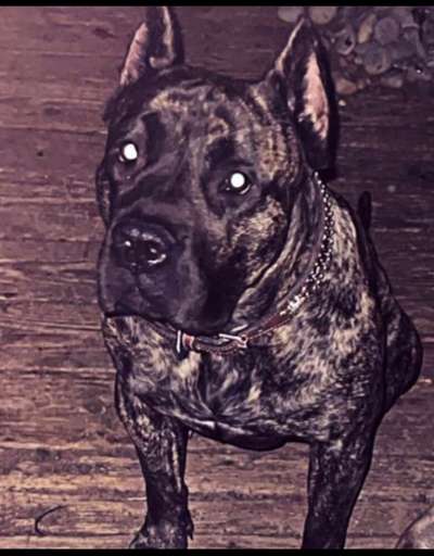 PERRO DE PRESA CANARIO
