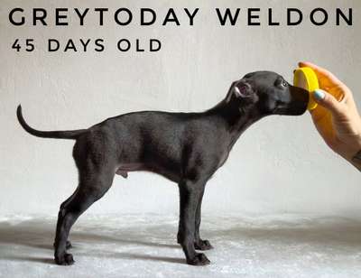 Greytoday Weldon