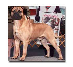 LEATHERNECK BIT OF HAPPYLEGS