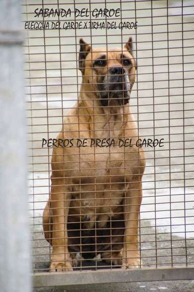 SABANDA DEL GAROE