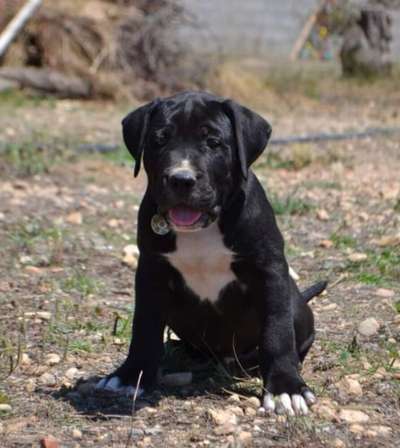 MAVERICK DE LA TEUTONES