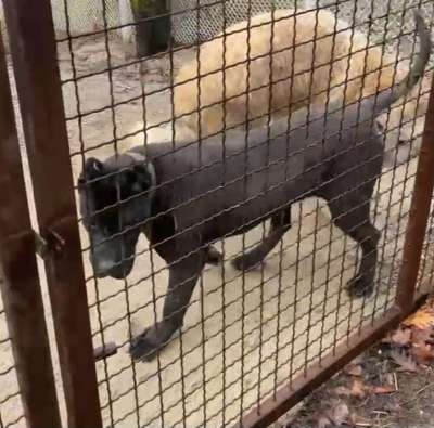 LEPA SICILIA KENNEL