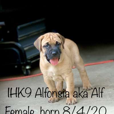 ALFONSIA DE IRON HORSES