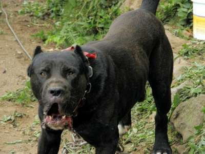 ARMICHE DE PERRO DE LA TIERRA