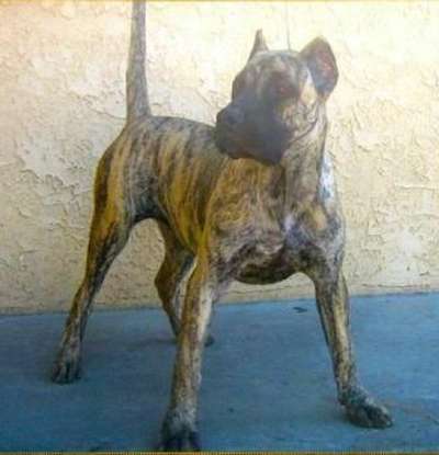 SASHA DE ISORDIAS KENNELS