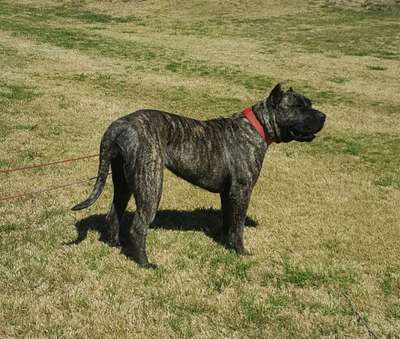 BEARCLAW’S LUNA