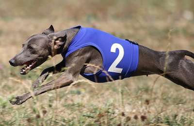 Gloria Feritte Bugsy