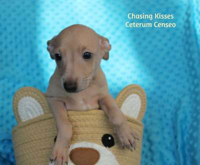 Chasing Kisses Ceterum Censeo