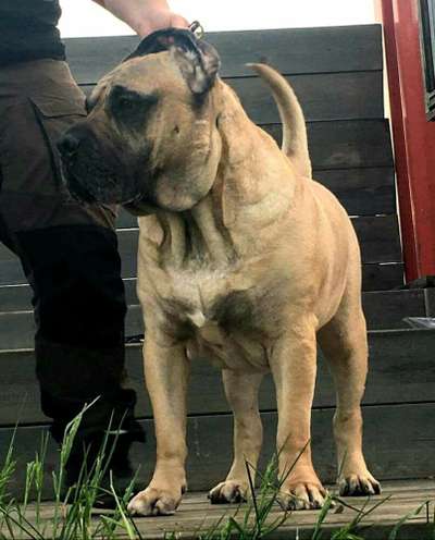 SKJELDATUN'S GASTON