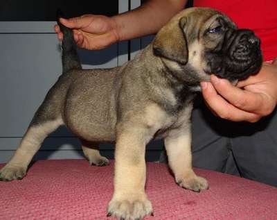 BIG GIRL OF IMPERATOR (YELLOW)
