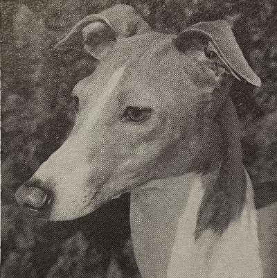Banneco's Saint Nicolas