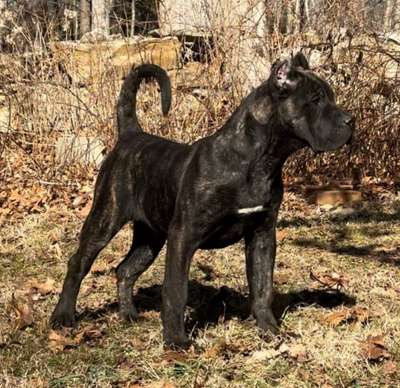 AURA DE STEARNS KENNEL