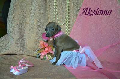 Fansy Stones Aksioma