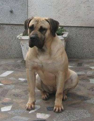 GUAMA DE SPALATO BULL (CICA)