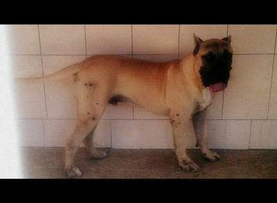 VASCO DE SPALATO BULL