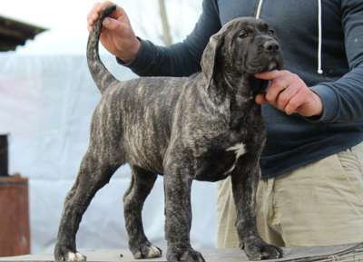 BOSS BULL CANARIO ZORBA