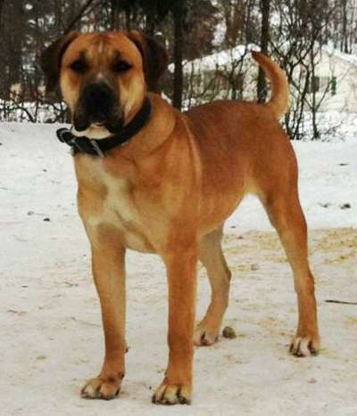 ZULY DOG PUR
