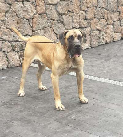 ROCCO DE SAMCOR