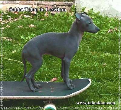 Sabha Talon de Lesetlam