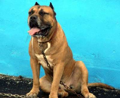 GUANCHE DE PERRO DE LA TIERRA