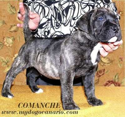 COMANCHE PERRO PRESA GRAND