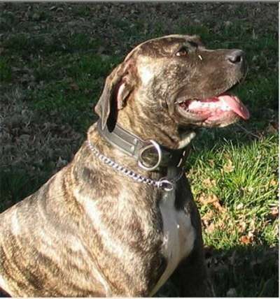 OAKLEAF'S RED STAR TICA