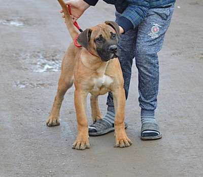 PERLA MUNTENIA’S WARRIOR