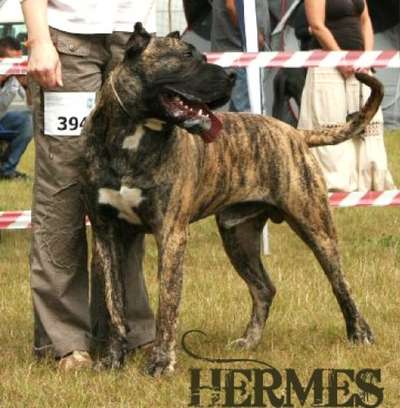 HERMES DOGOPOLIS