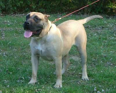 LADY SOPHIA XANTI LAND (SUGAR)