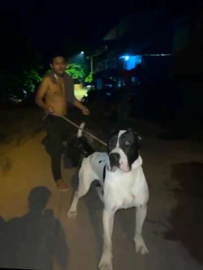 YURI DE RWD KENNEL