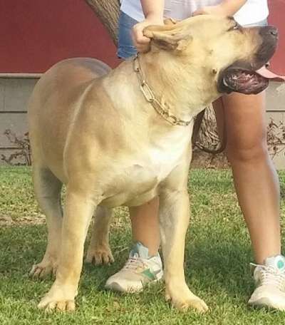 Canario