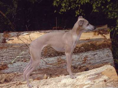 Maharani Vom Sausewind