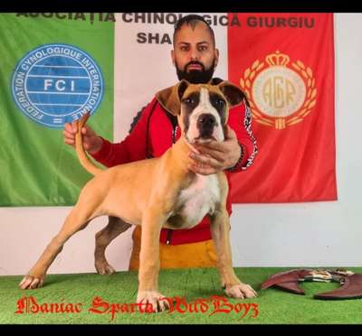 MANIAC DE SPARTA WILDBOYZ
