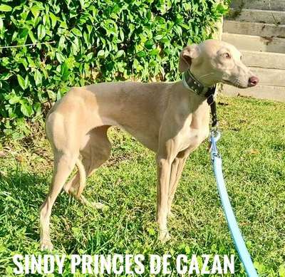 Sindy Des Princes De Kazan