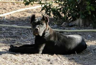 BRONCO DEL ZUMACAN