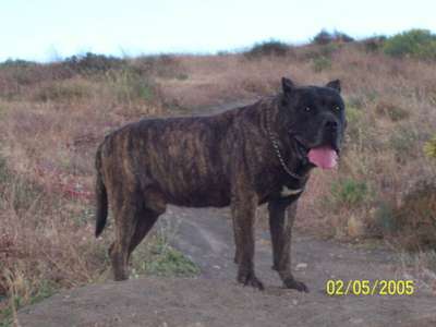 Drago de Los Cardones