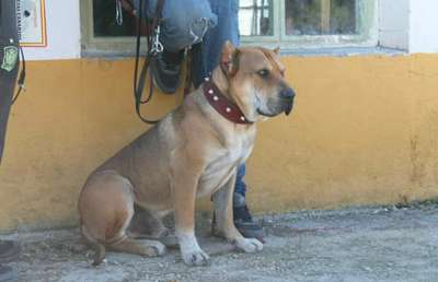 TIBET DE KING ZULU