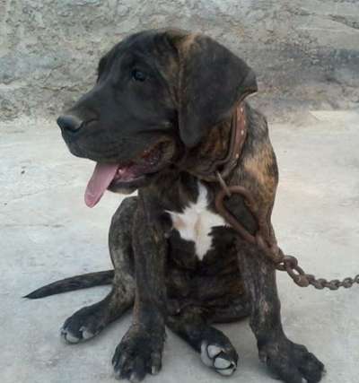 SERRUCHO DE PERRO DE LA TIERRA