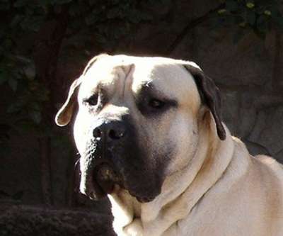 ARGENTO DE SPALATO BULL
